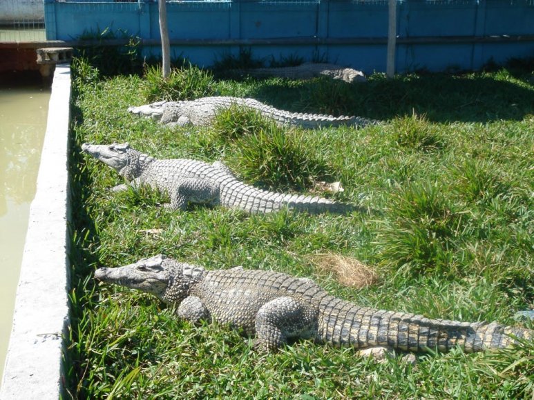 Krokodyli farma-13.jpg